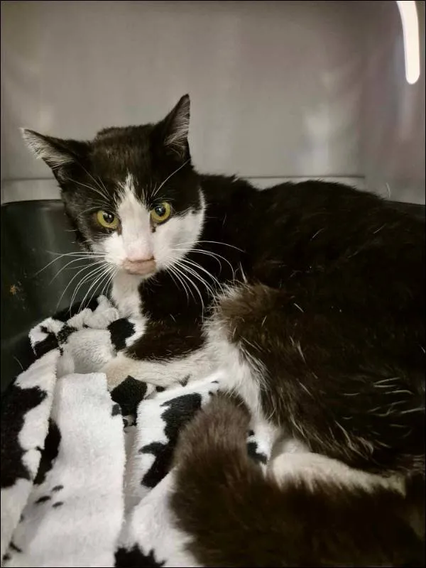 Znaleziono kota, Grudziądz, 7 maja 2024