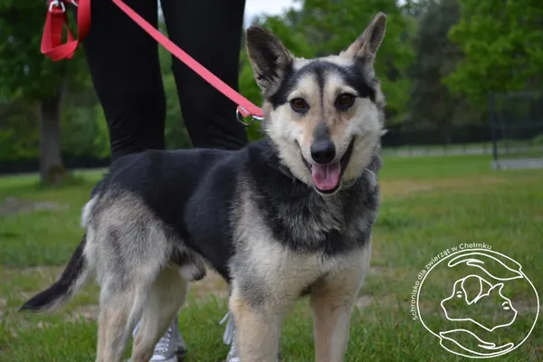 Pies do adopcji, Chełmek, 4 kwietnia 2024