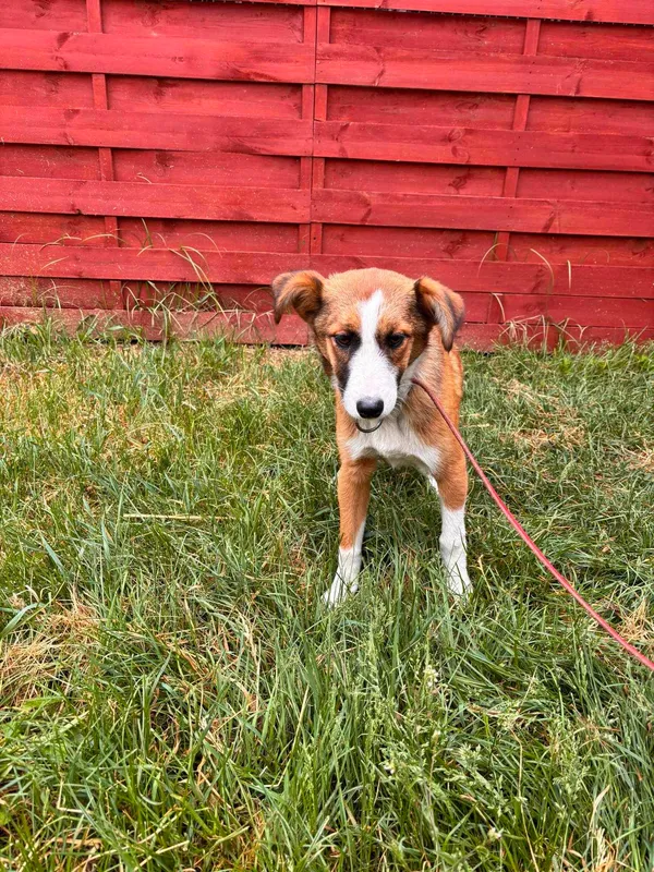 Znaleziono psa, Czartki, 7 maja 2024