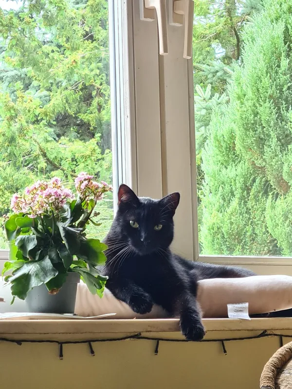 Zaginął kot, Rzeszów, Zwięczyca, 8 maja 2024 (2/3)