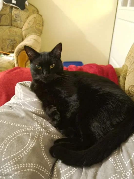 Zaginął kot, Rzeszów, Zwięczyca, 8 maja 2024 (3/3)