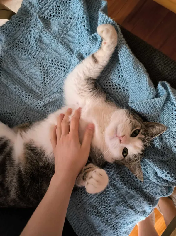 Zaginął kot, Radom, Długojów, 8 maja 2024 (2/2)