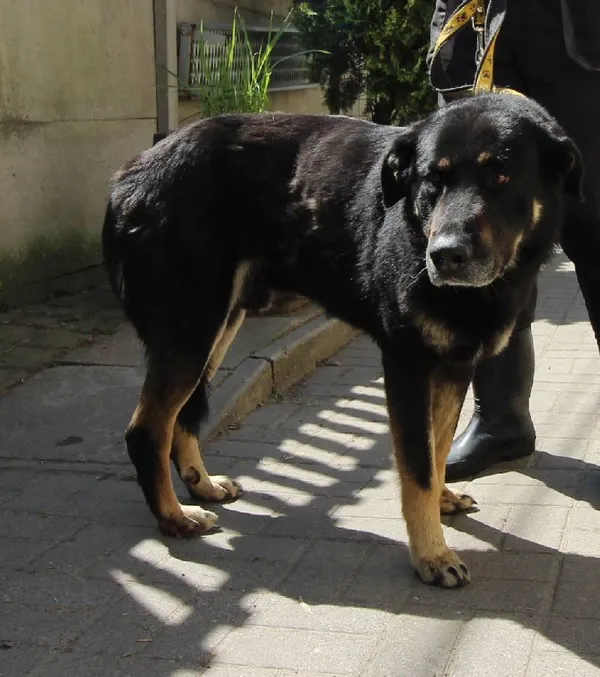 Znaleziono psa, Łódź, 8 maja 2024 (1/5)