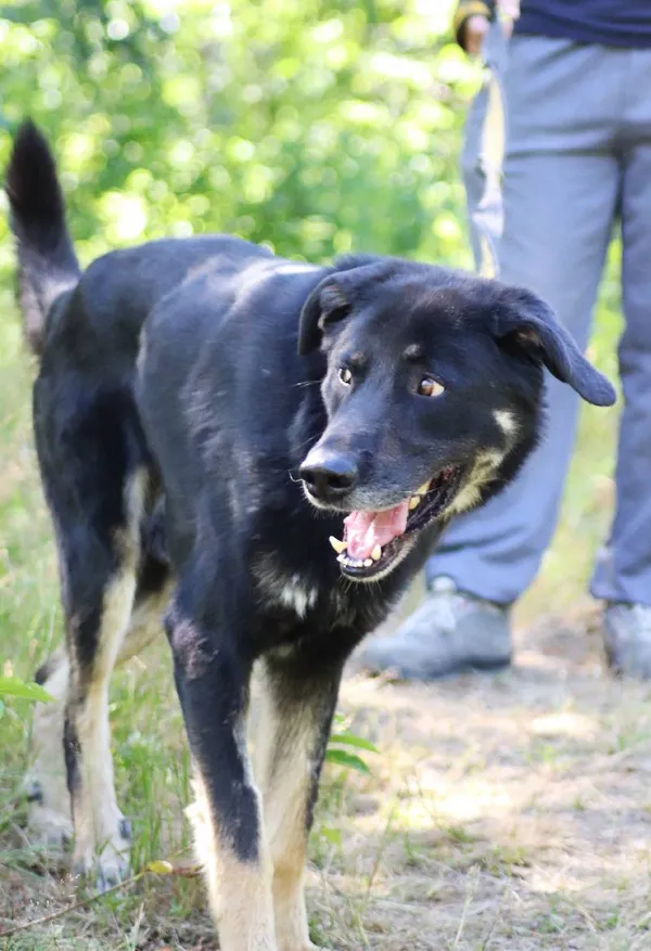 Znaleziono psa, Łódź, 8 maja 2024 (4/5)