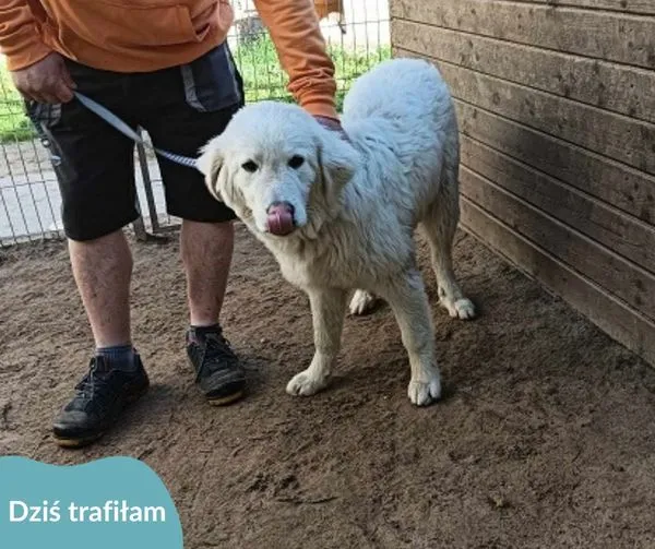 Znaleziono psa, Dąbrówka, 7 maja 2024 (1/2)