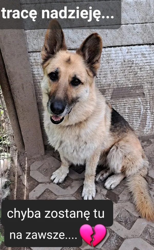 Pies do adopcji, Korabiewice, 8 maja 2024 (4/4)