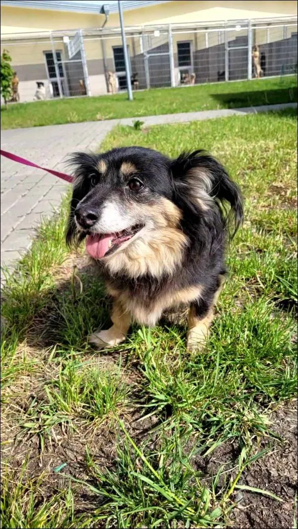 Znaleziono psa, Grudziądz, 8 maja 2024