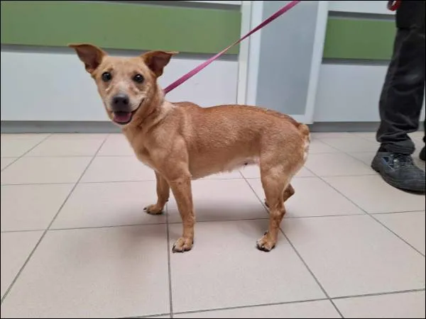 Znaleziono psa, Grudziądz, 8 maja 2024