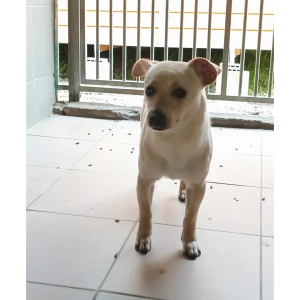 Znaleziono psa, Białystok, 4 kwietnia 2024