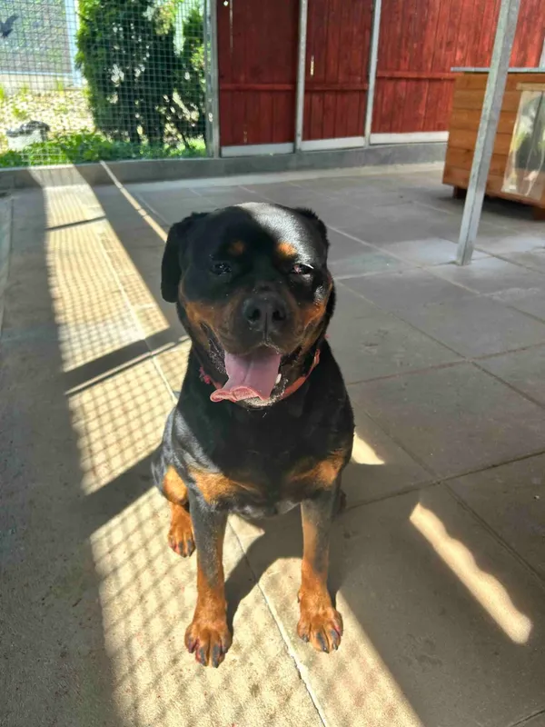 Znaleziono psa, Gdańsk, 8 maja 2024