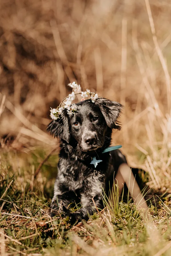 Pies do adopcji, Czartki, 8 maja 2024 (4/5)