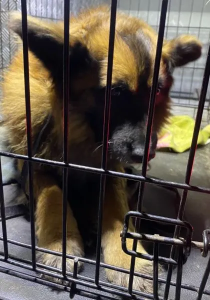 Znaleziono psa, Radom, 7 maja 2024