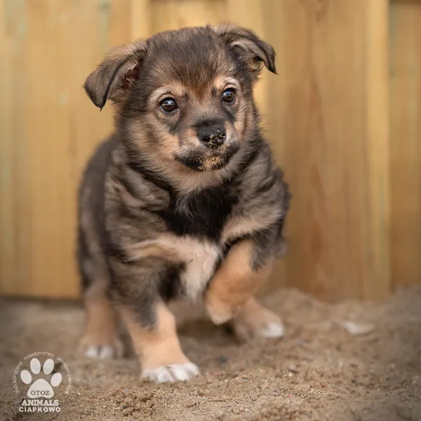 Pies do adopcji, Gdynia, 8 maja 2024 (3/3)