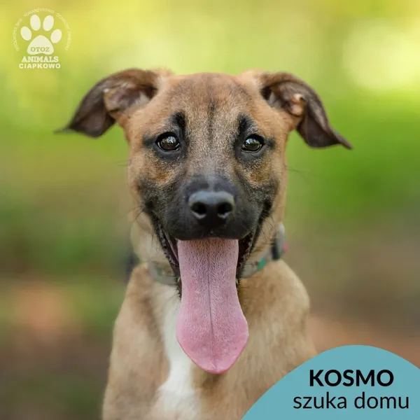 Pies do adopcji, Gdynia, 8 maja 2024 (1/4)