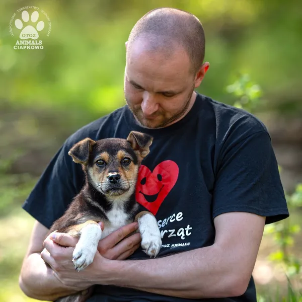 Pies do adopcji, Gdynia, 8 maja 2024 (5/5)