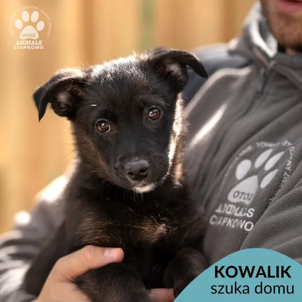 Pies do adopcji, Gdynia, 8 maja 2024 (1/3)