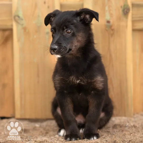 Pies do adopcji, Gdynia, 8 maja 2024 (2/3)