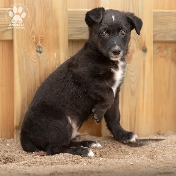 Pies do adopcji, Gdynia, 8 maja 2024 (3/3)