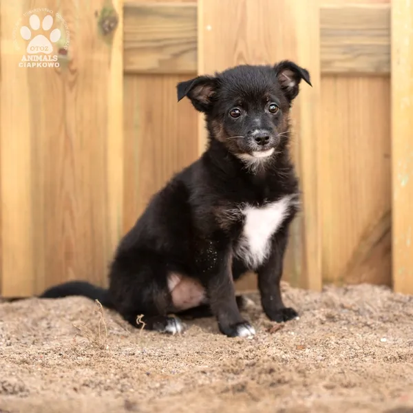 Pies do adopcji, Gdynia, 8 maja 2024 (2/3)