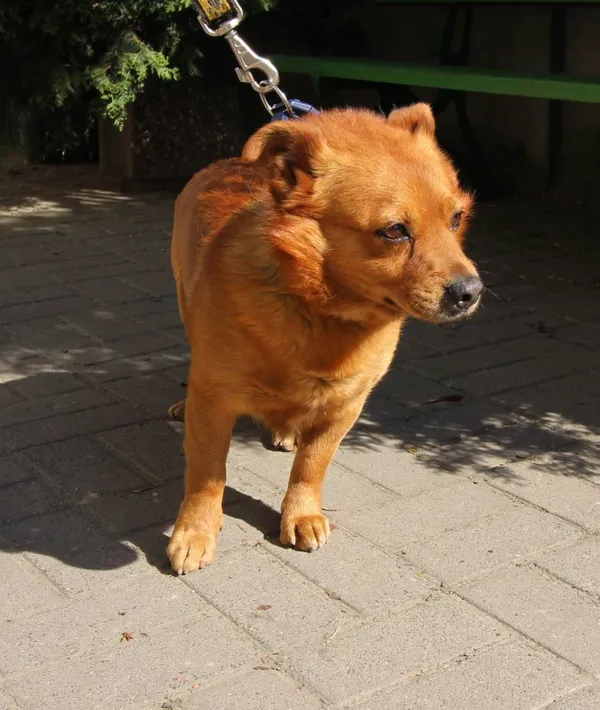 Znaleziono psa, Łódź, 8 maja 2024 (2/5)