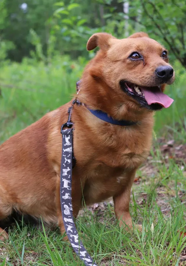 Znaleziono psa, Łódź, 8 maja 2024 (3/5)