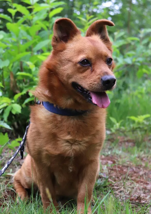 Znaleziono psa, Łódź, 8 maja 2024 (5/5)