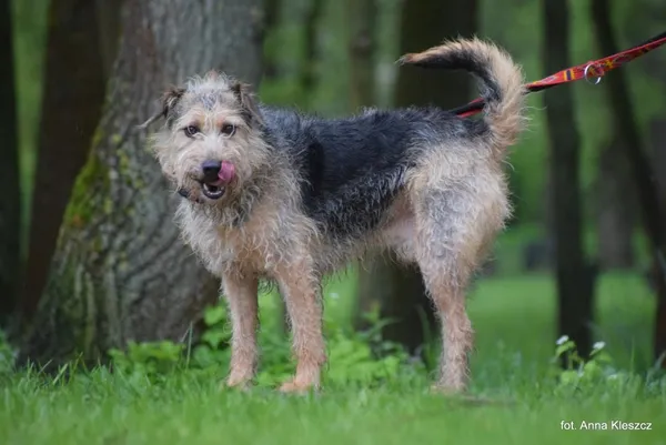 Znaleziono psa, Toruń, 8 kwietnia 2024