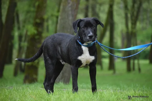 Znaleziono psa, Toruń, 9 kwietnia 2024