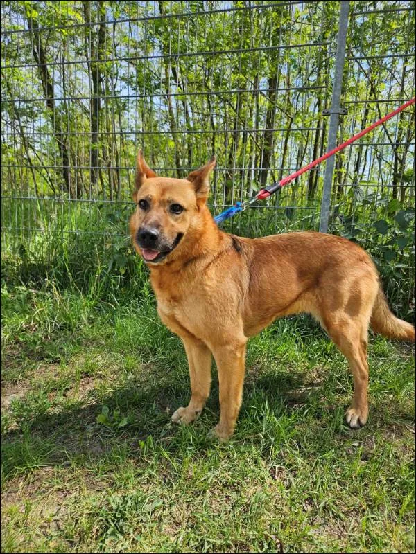 Znaleziono psa, Grudziądz, 21 grudnia 2022