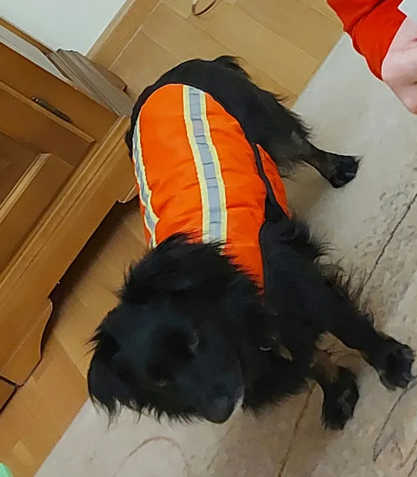 Zaginął pies, Czasław, 9 maja 2024 (3/3)