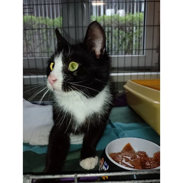 Znaleziono kota, Białystok, 5 kwietnia 2024