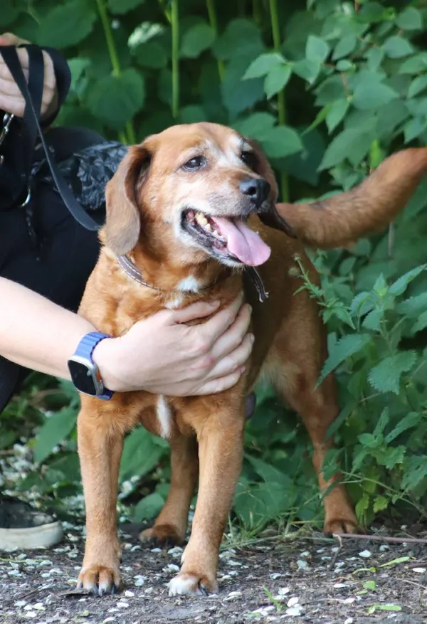 Znaleziono psa, Łódź, 9 maja 2024 (4/4)