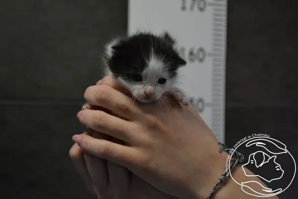 Znaleziono kota, Chełmek, 9 maja 2024