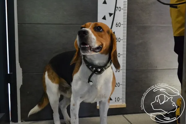 Znaleziono psa, Chełmek, 9 maja 2024