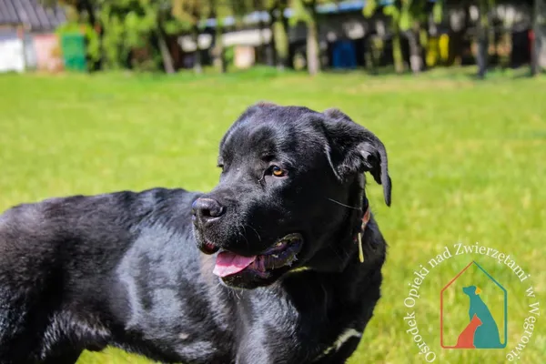 Pies do adopcji, Węgrowo, 20 kwietnia 2024 (2/4)
