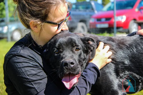 Pies do adopcji, Węgrowo, 20 kwietnia 2024 (3/4)