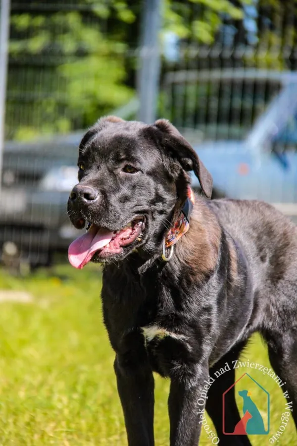 Pies do adopcji, Węgrowo, 20 kwietnia 2024 (4/4)