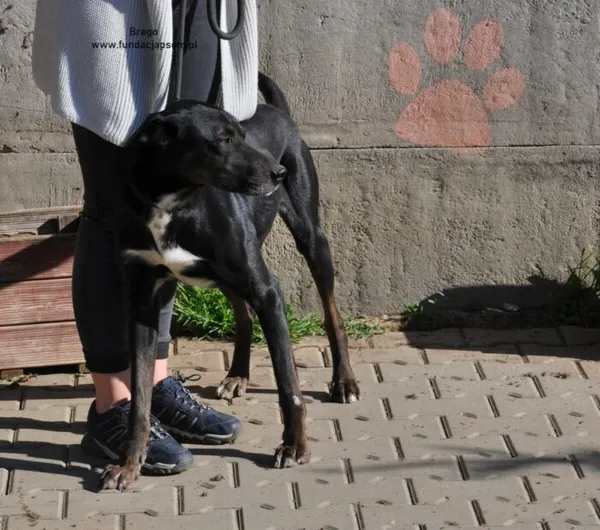 Pies do adopcji, Nowy Dwór Mazowiecki, 9 maja 2024 (5/5)