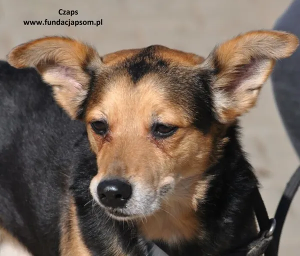 Pies do adopcji, Nowy Dwór Mazowiecki, 9 maja 2024 (1/5)