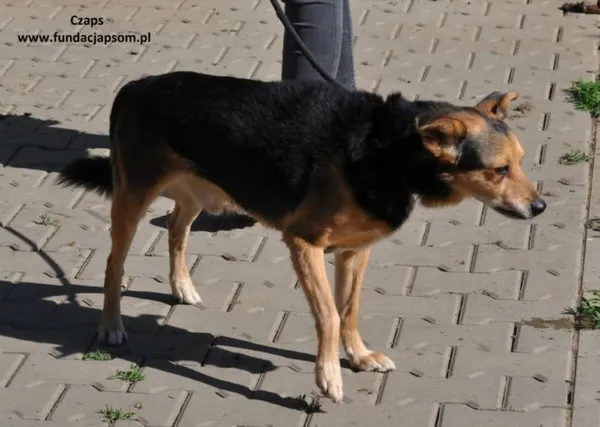 Pies do adopcji, Nowy Dwór Mazowiecki, 9 maja 2024 (2/5)