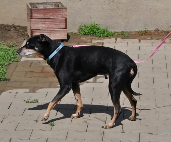 Pies do adopcji, Nowy Dwór Mazowiecki, 8 maja 2024 (2/5)