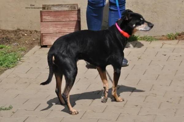 Pies do adopcji, Nowy Dwór Mazowiecki, 8 maja 2024 (3/5)