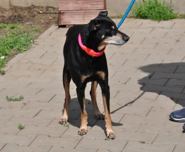 Pies do adopcji, Nowy Dwór Mazowiecki, 8 maja 2024 (4/5)