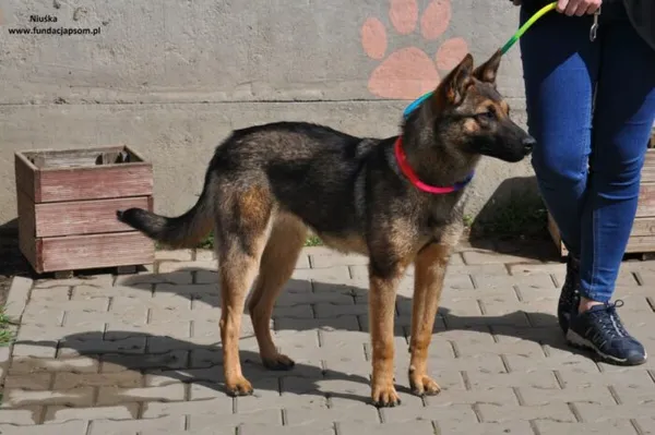 Pies do adopcji, Nowy Dwór Mazowiecki, 8 maja 2024 (3/5)