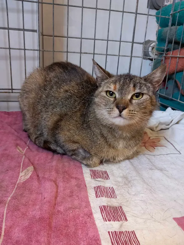 Kot do adopcji, Kielce, 9 maja 2024