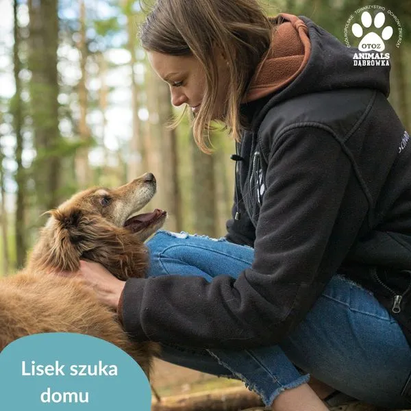 Pies do adopcji, Dąbrówka, 10 maja 2024 (3/5)