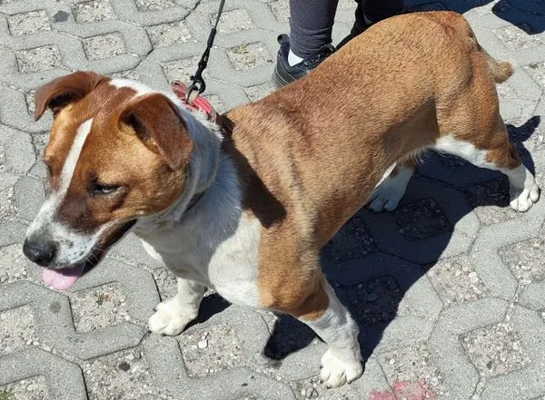 Znaleziono psa, Radom, 9 maja 2024