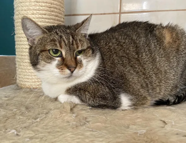 Kot do adopcji, Świdnica, 25 marca 2024