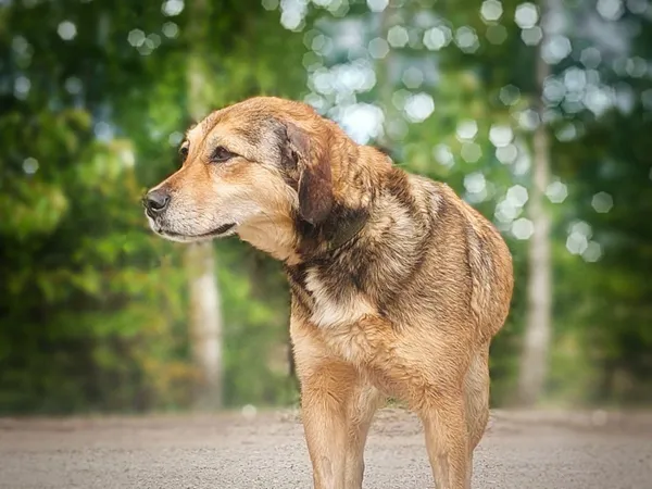 Pies do adopcji, Nowodwór, 9 maja 2024 (2/5)