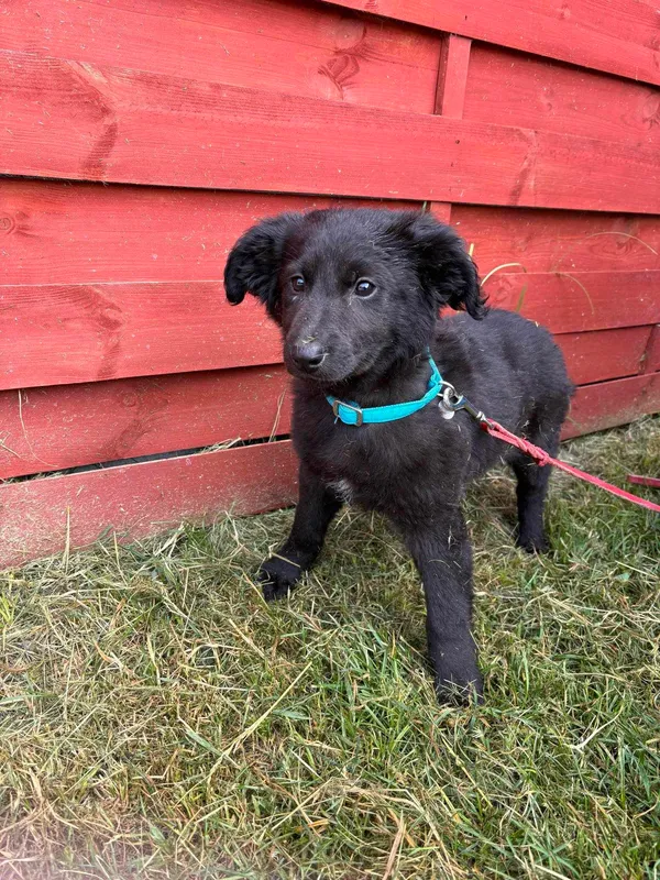 Znaleziono psa, Czartki, 10 maja 2024